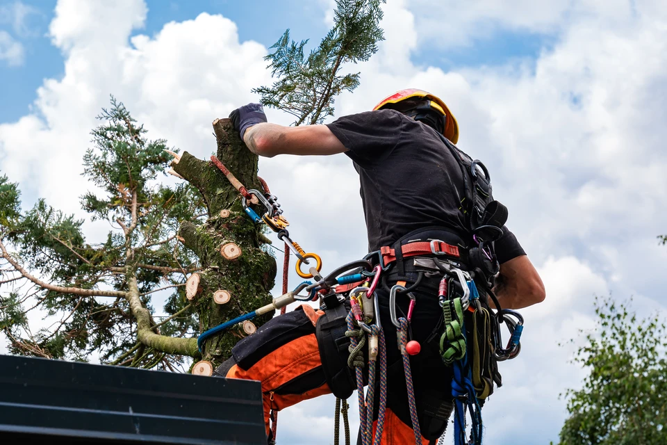 Élagage sanitaire des arbres dans un parc en hiver