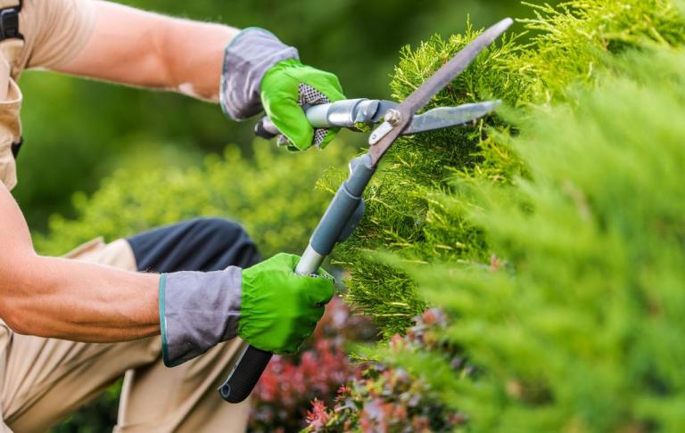 Quand tailler ses haies pour un jardin soigné à Guebwiller ?